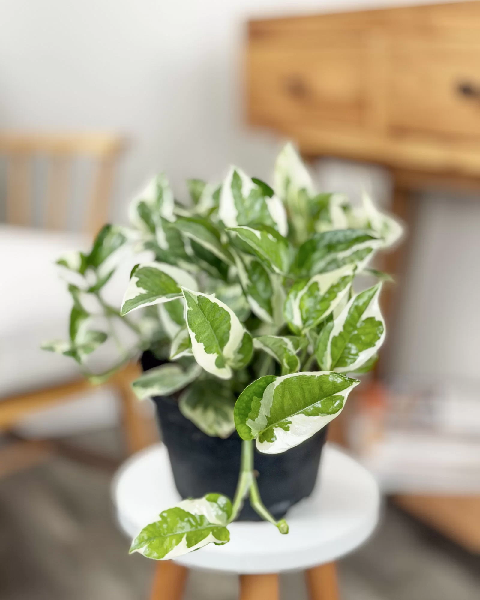 Pearls & Jade Pothos