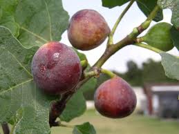 Fig Trees