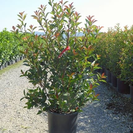 Red Tip Photinia