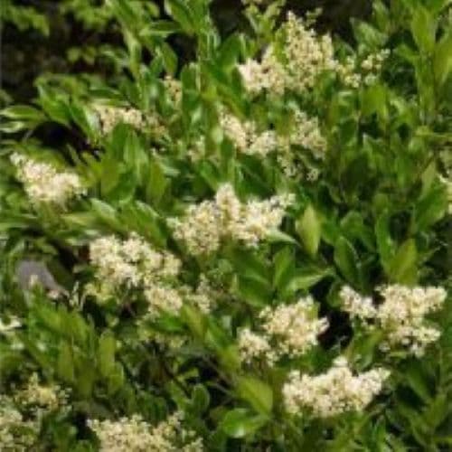Privet – Variegated Chinese – 3 Gallon