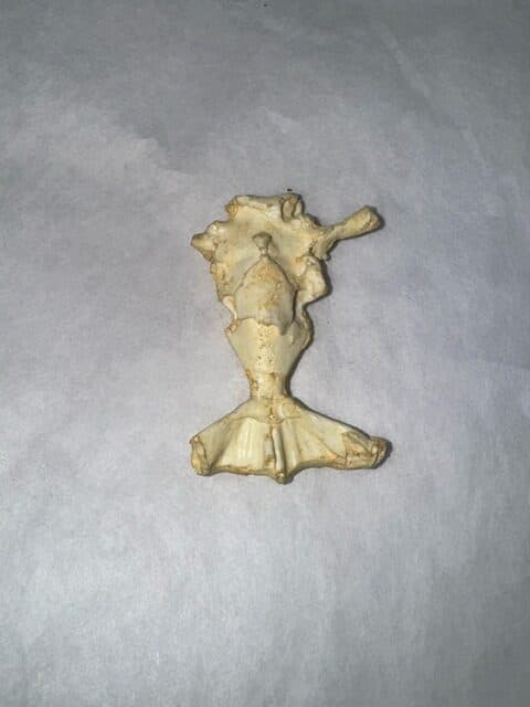Frog Brain Replica