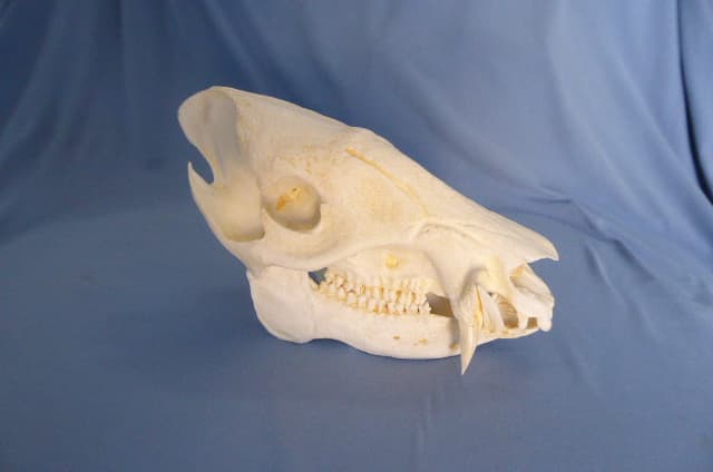 Peccary Male Skull Replica
