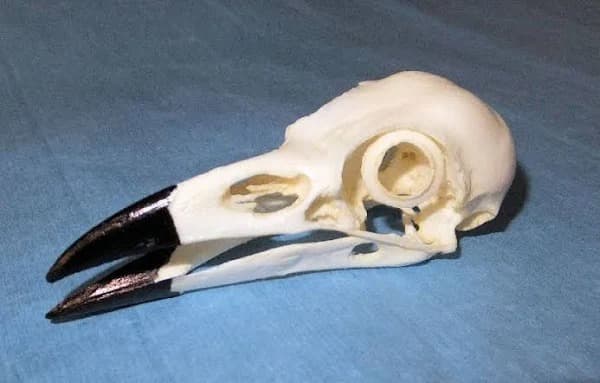 American Crow Skull Replica