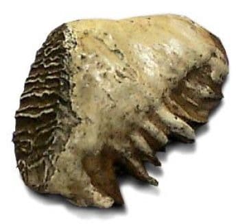 Pygmy Mammoth Tooth Replica