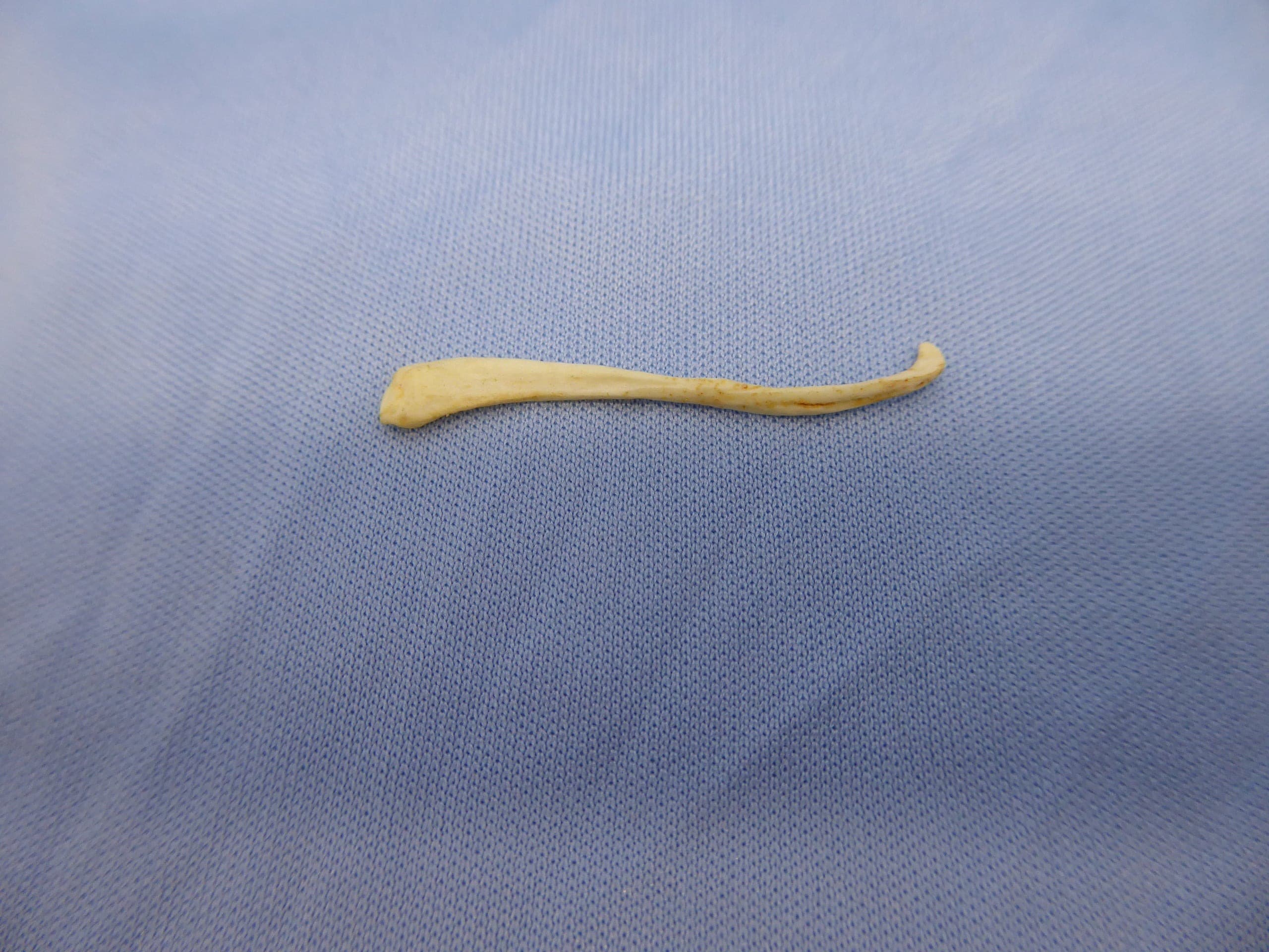 Black Footed Ferret Baculum Replica